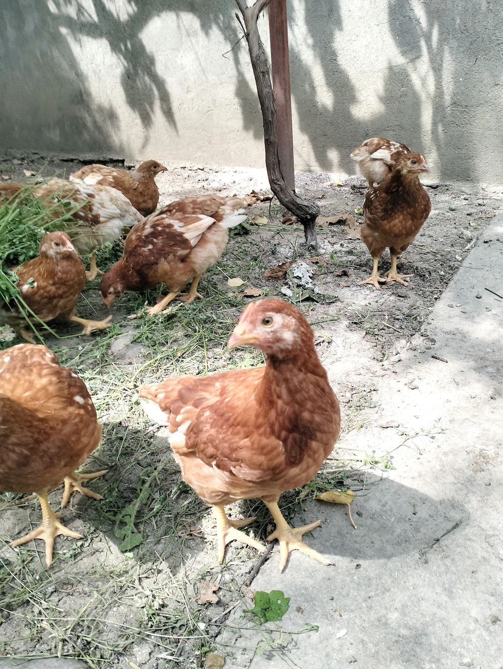 Puice Hy line brown