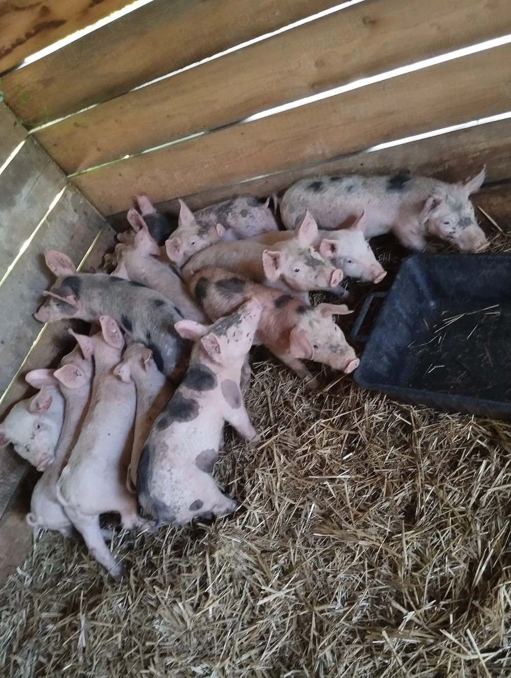 Vând purcei de 8 săptămâni rasă marele alb cu pietrain 