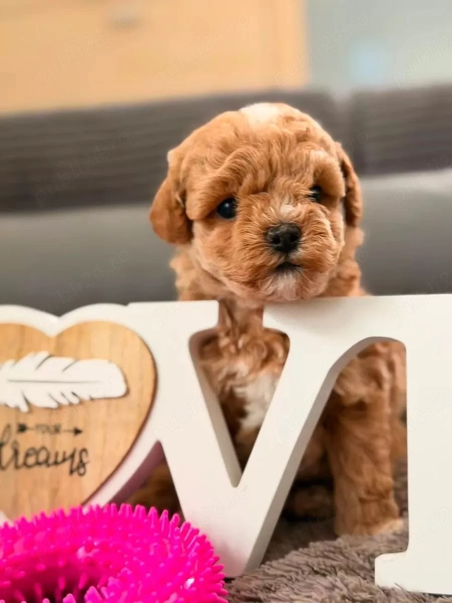 puiuti de maltipoo pudel toy