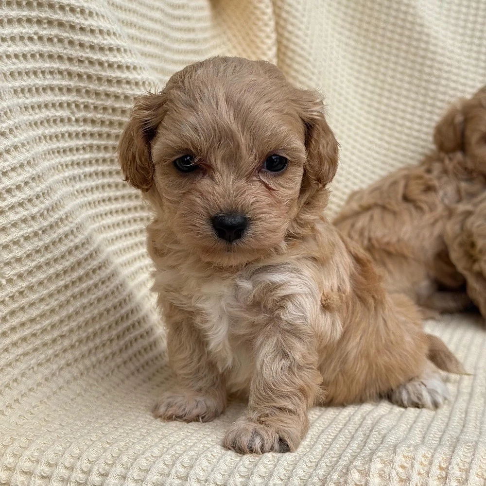 baieti si fete de maltipoo bichon toy