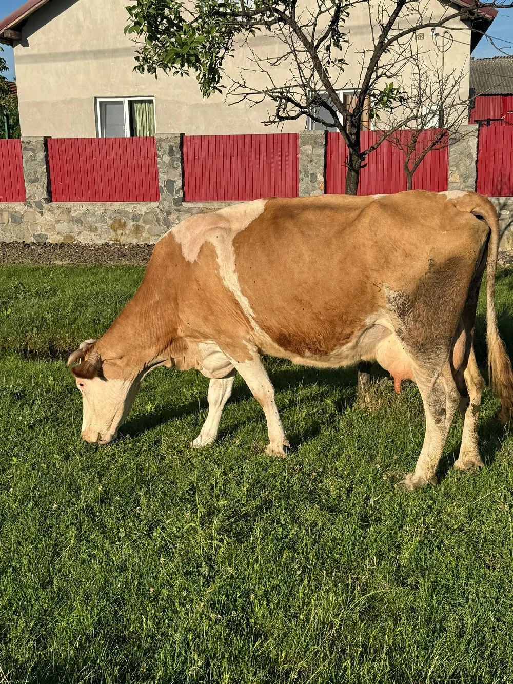 vand vaca si tauras
