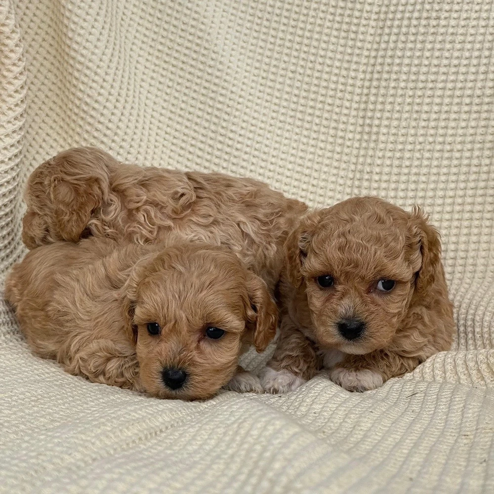 puiuti de mini maltipoo 