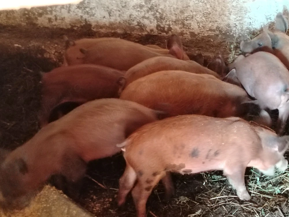 Vând purcei duroc 