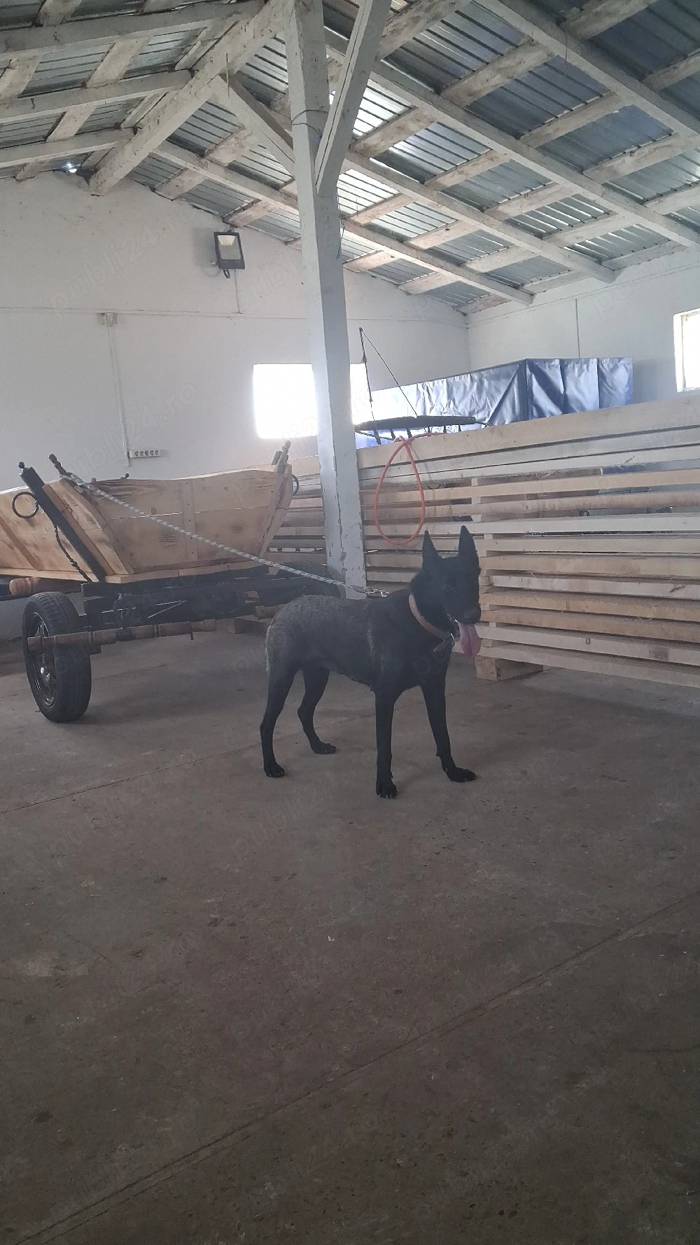 femela malinois