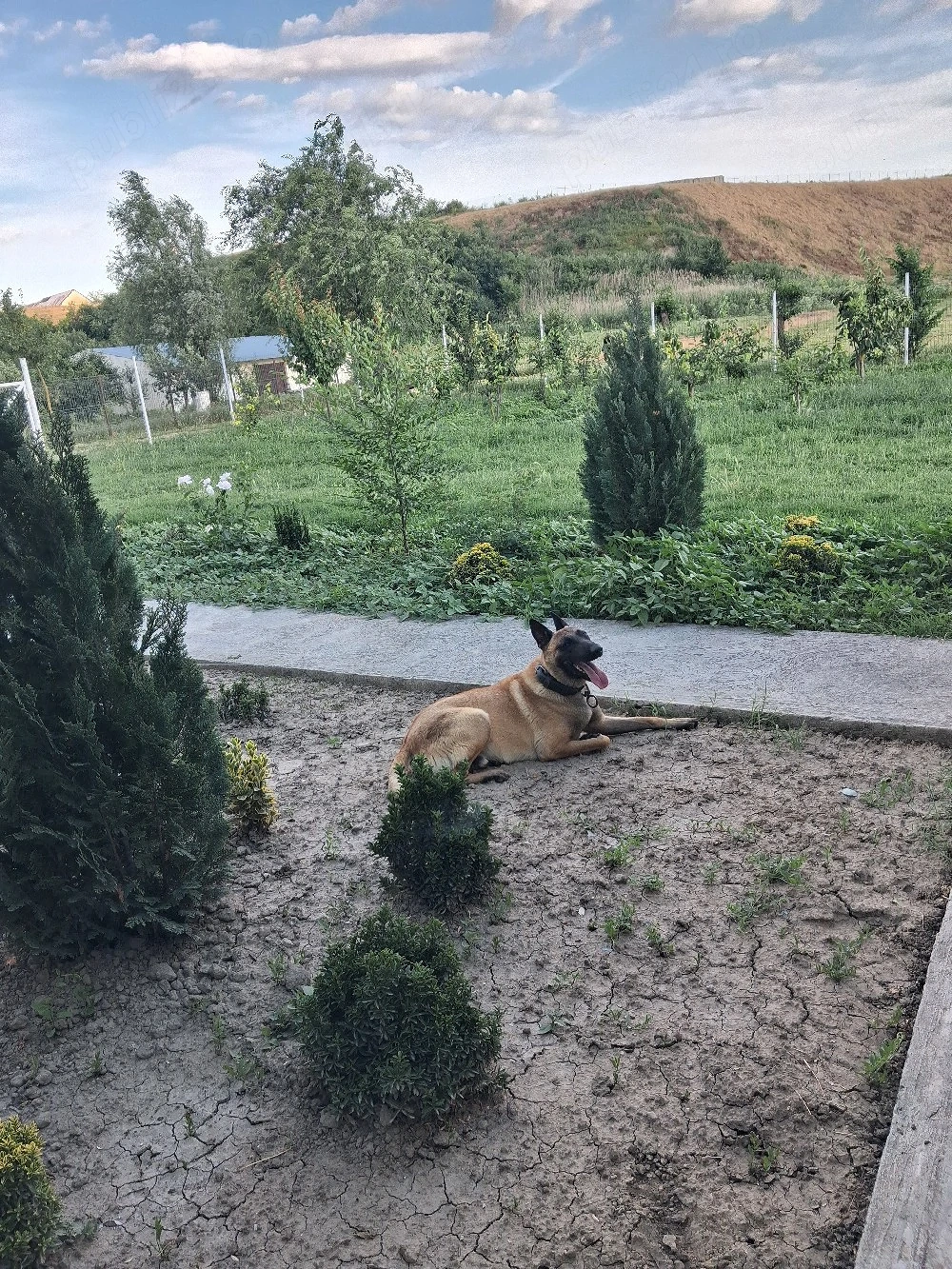 mascul malinois