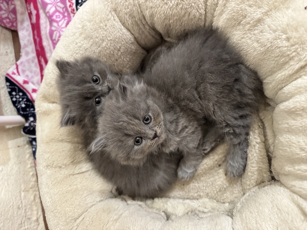 British shorthair adorabili!
