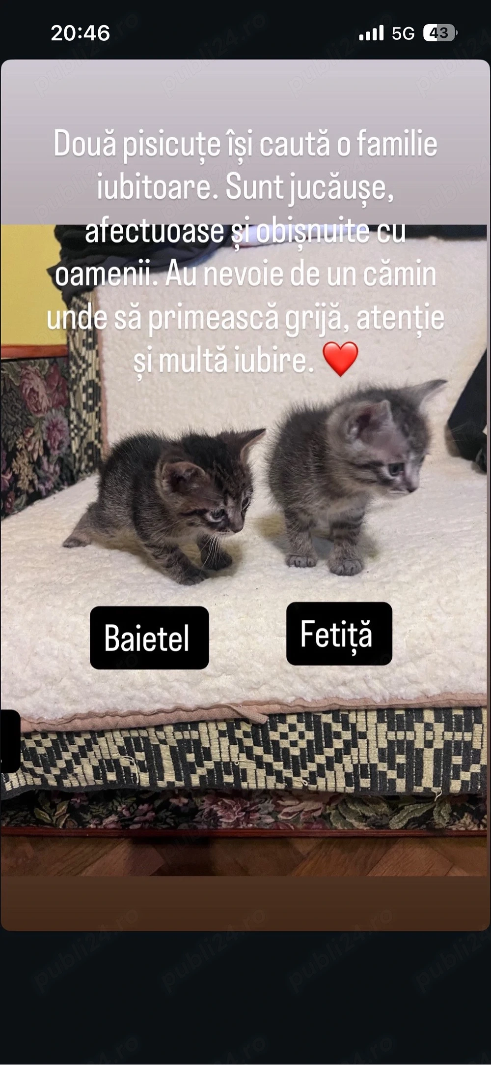 adopti 3 pisici 
