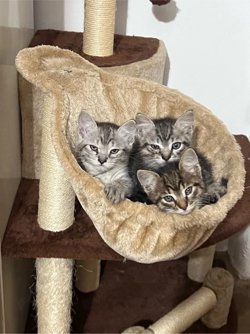 adoptie 3 pui de pisica 
