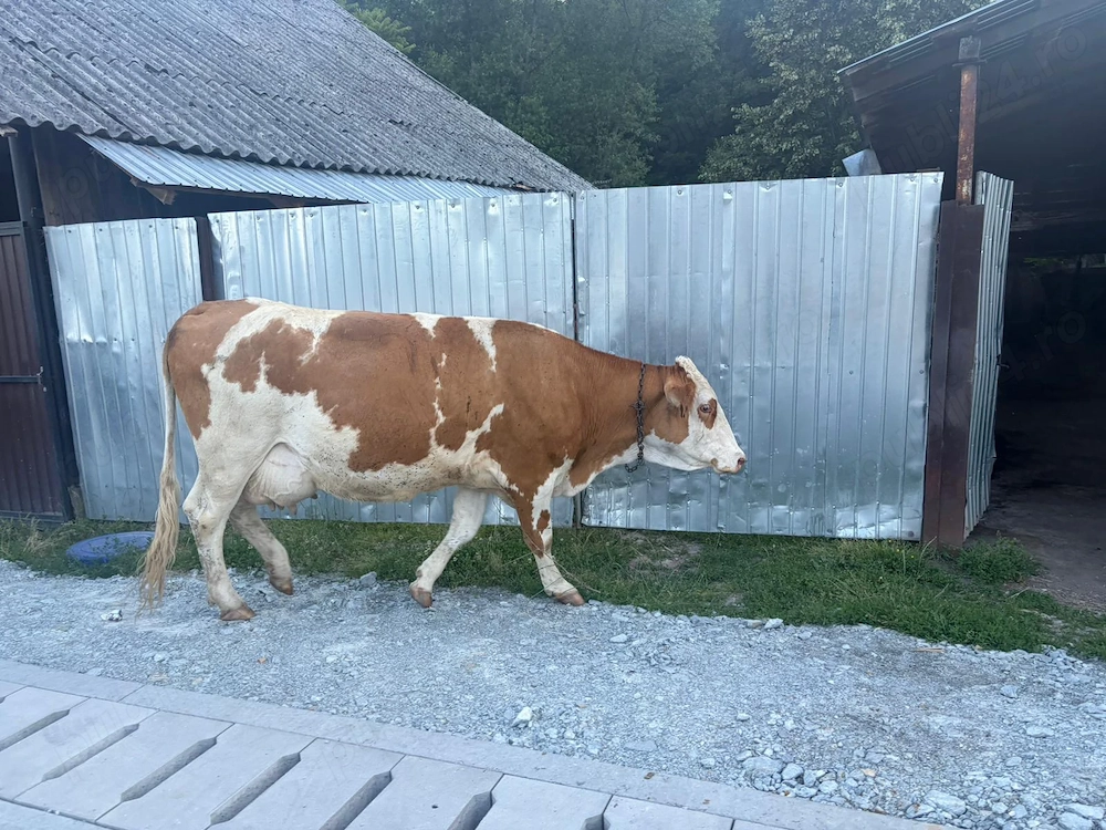 Vaca baltata romaneasca.