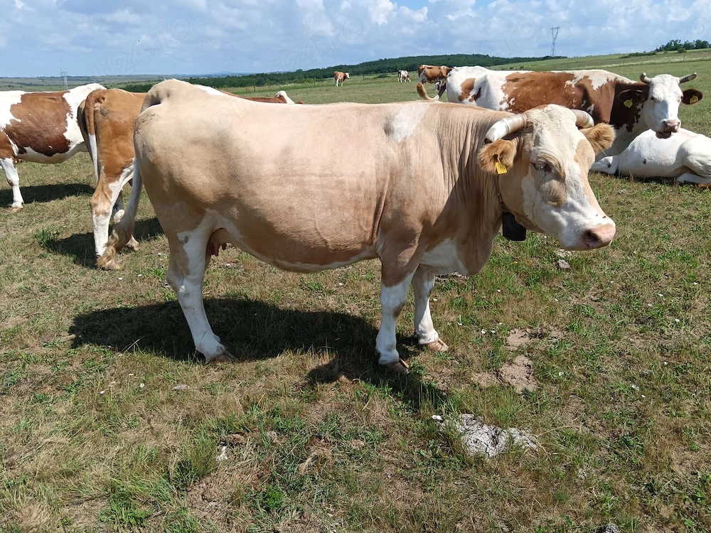 Vând vaca bălțată românească 