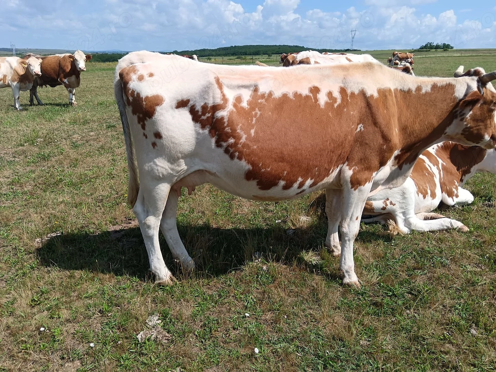 Vând vaca bălțată românească 