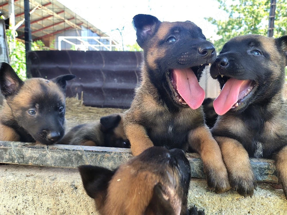 Ciobanesc belgian malinois 