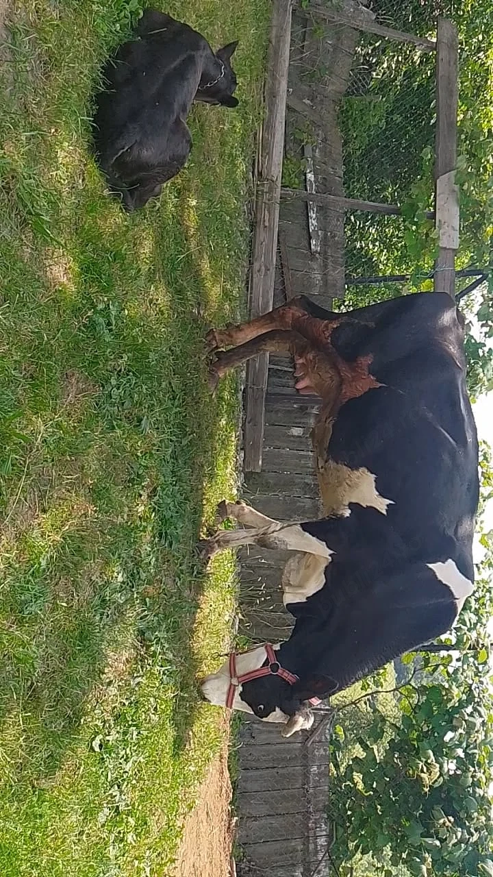 Vaca și vitel angus