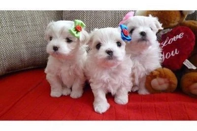 pui bichon maltese mini toy 