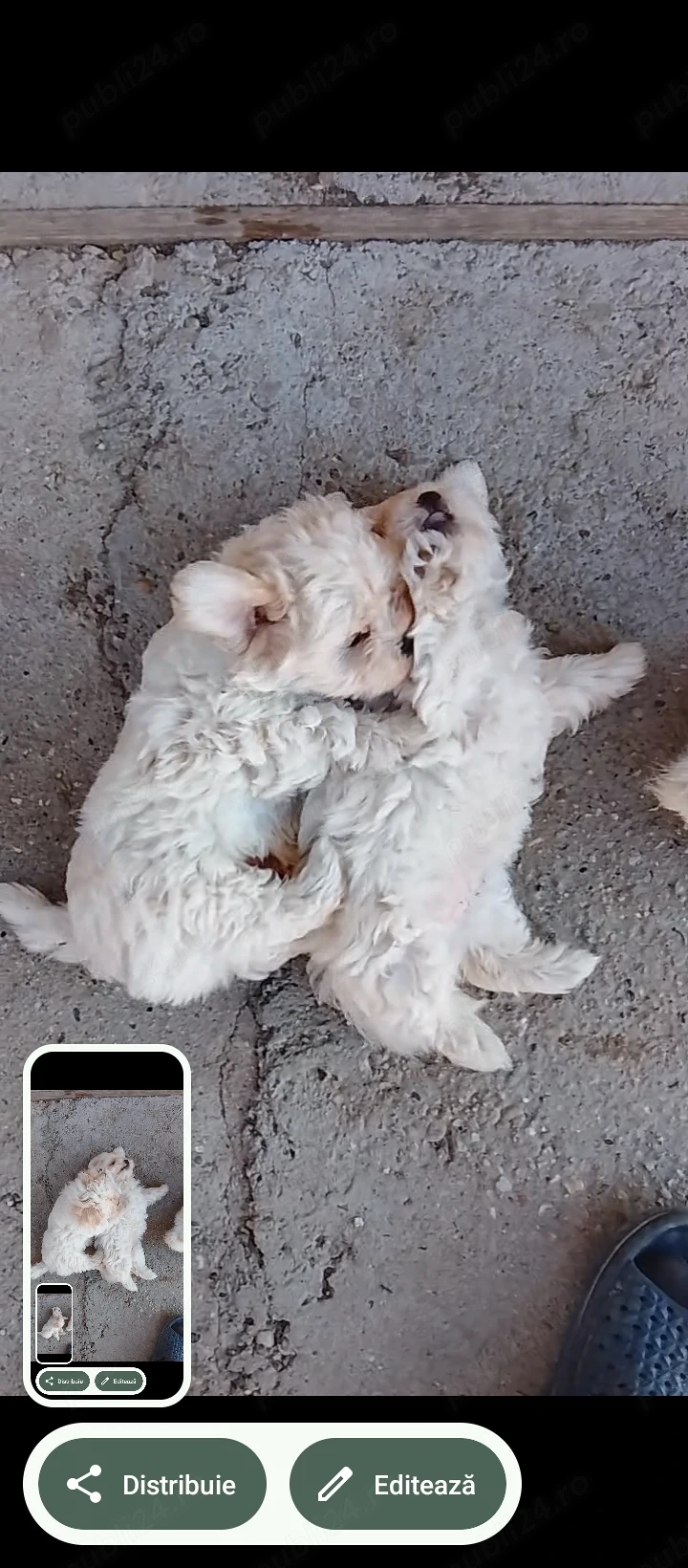 Vând cățeluș bichon havanez albi (fata și băiat), deparazitați ,primul vaccin + carnetele .