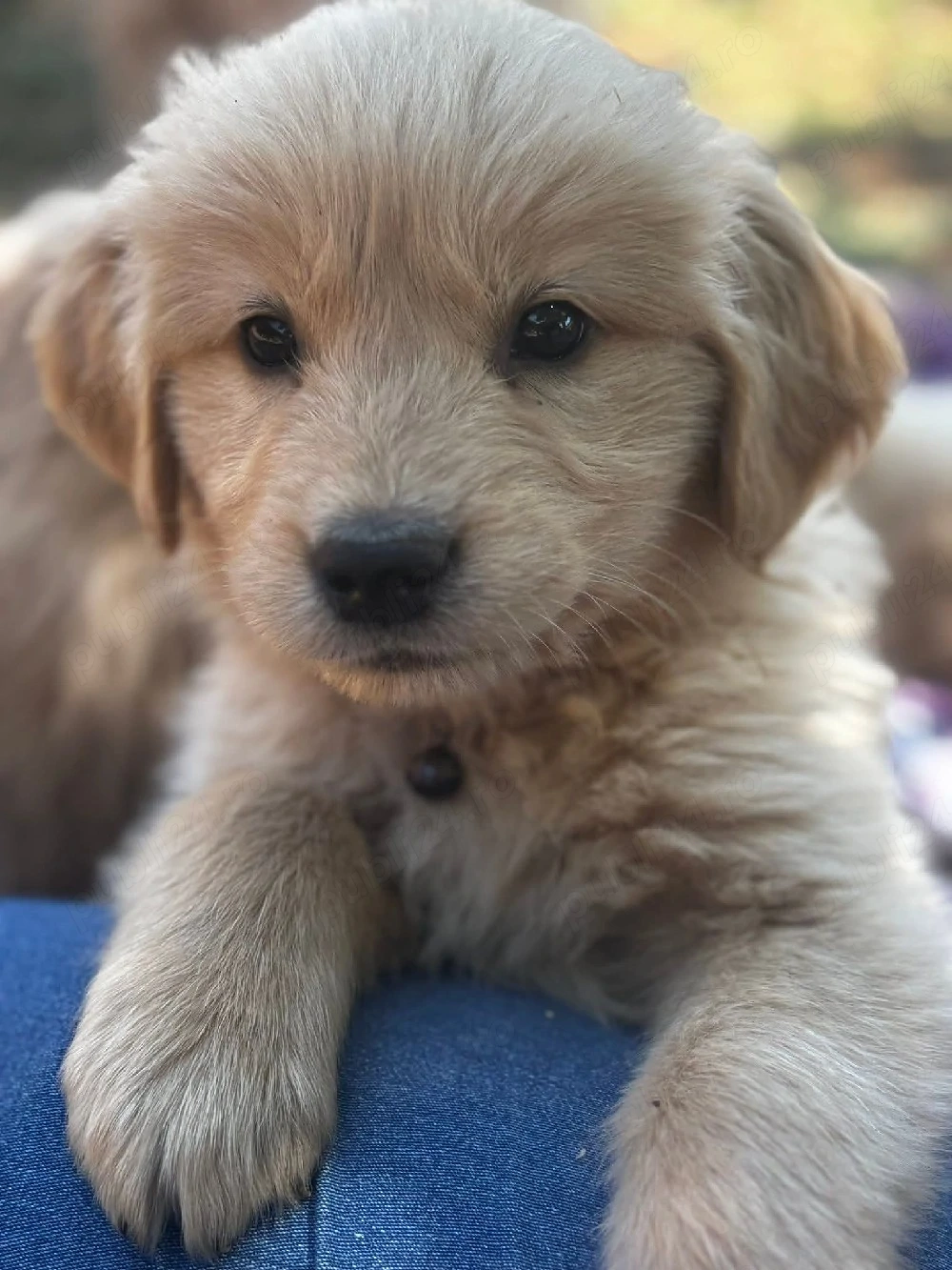 Golden Retriever 6 săptămâni 