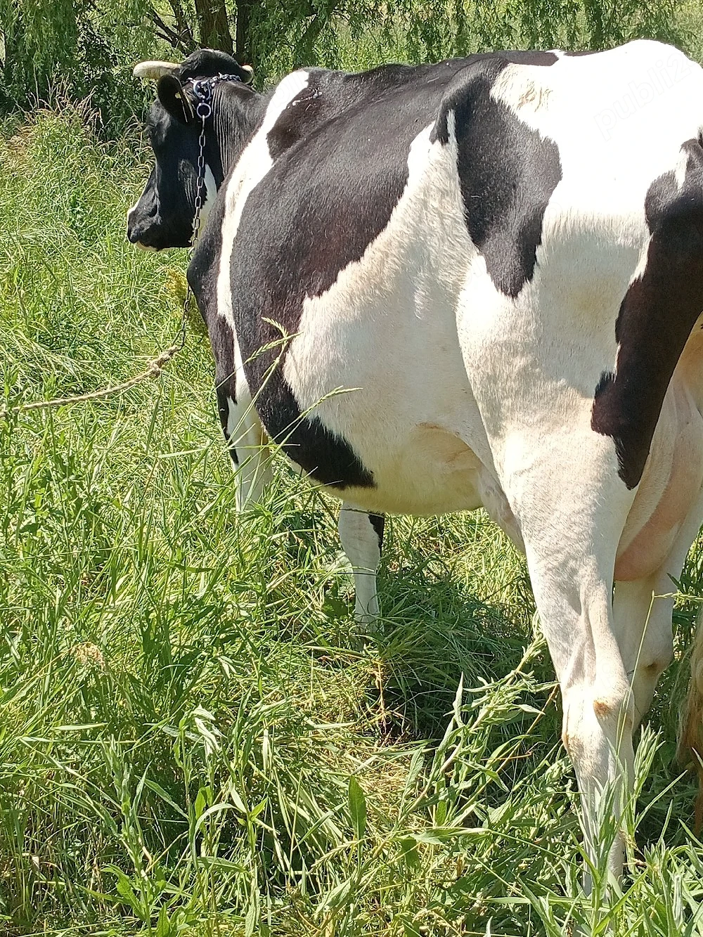 vand vaca și vitica 