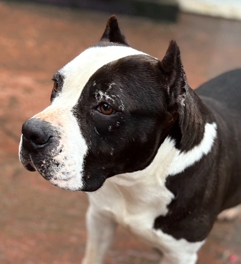 Femela amstaff 