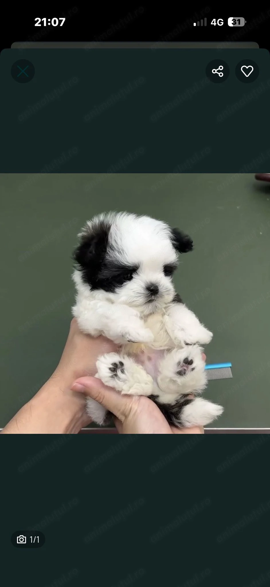 Puiuti mini Bichon havanez 