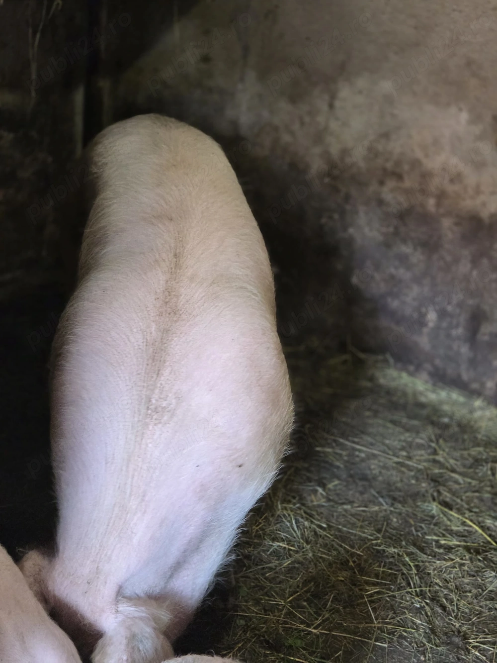 Porc crescut bio