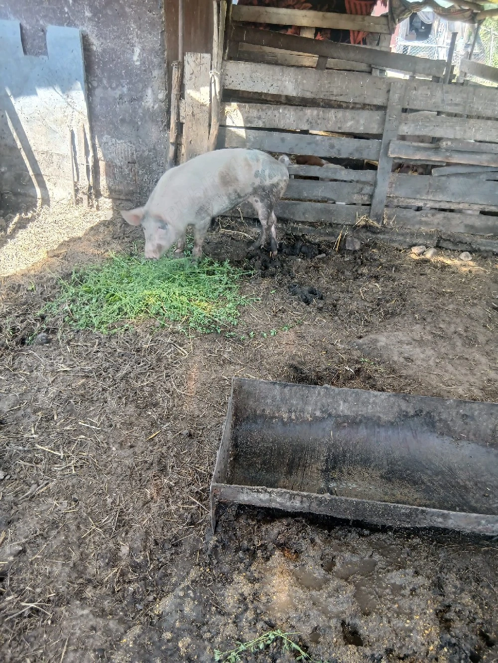 de vânzare o soldana de 80 90 kg aproximativ pentru reproducere sau sacrificare preț 900 lei 
