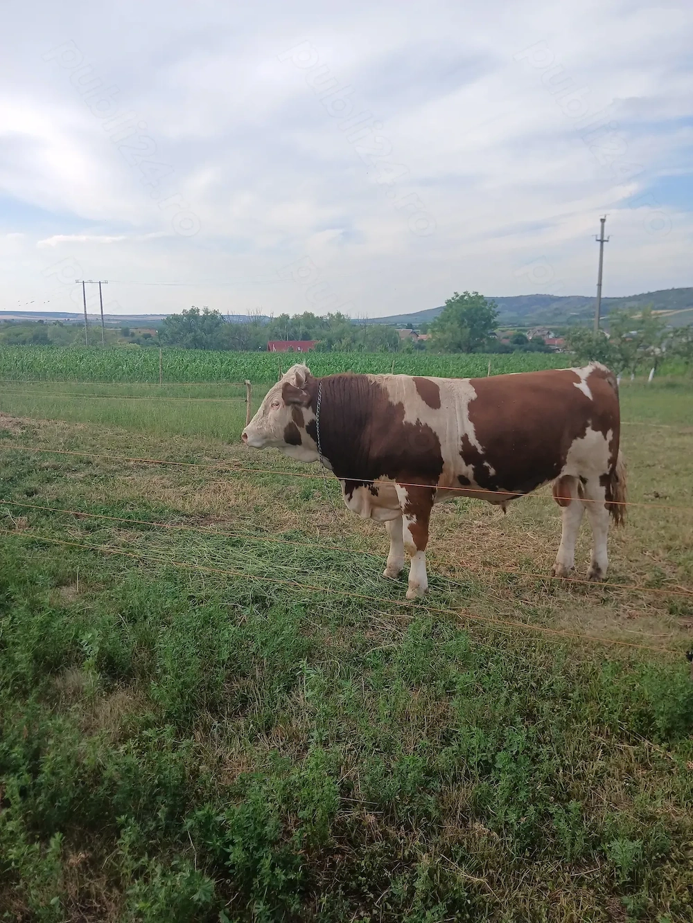 Vând vițel!