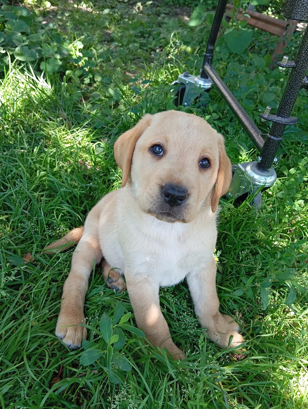 Puiuti de Labrador  