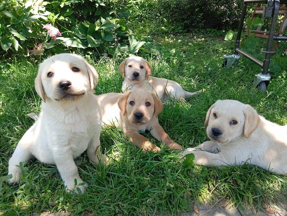 Puiuți de Labrador 
