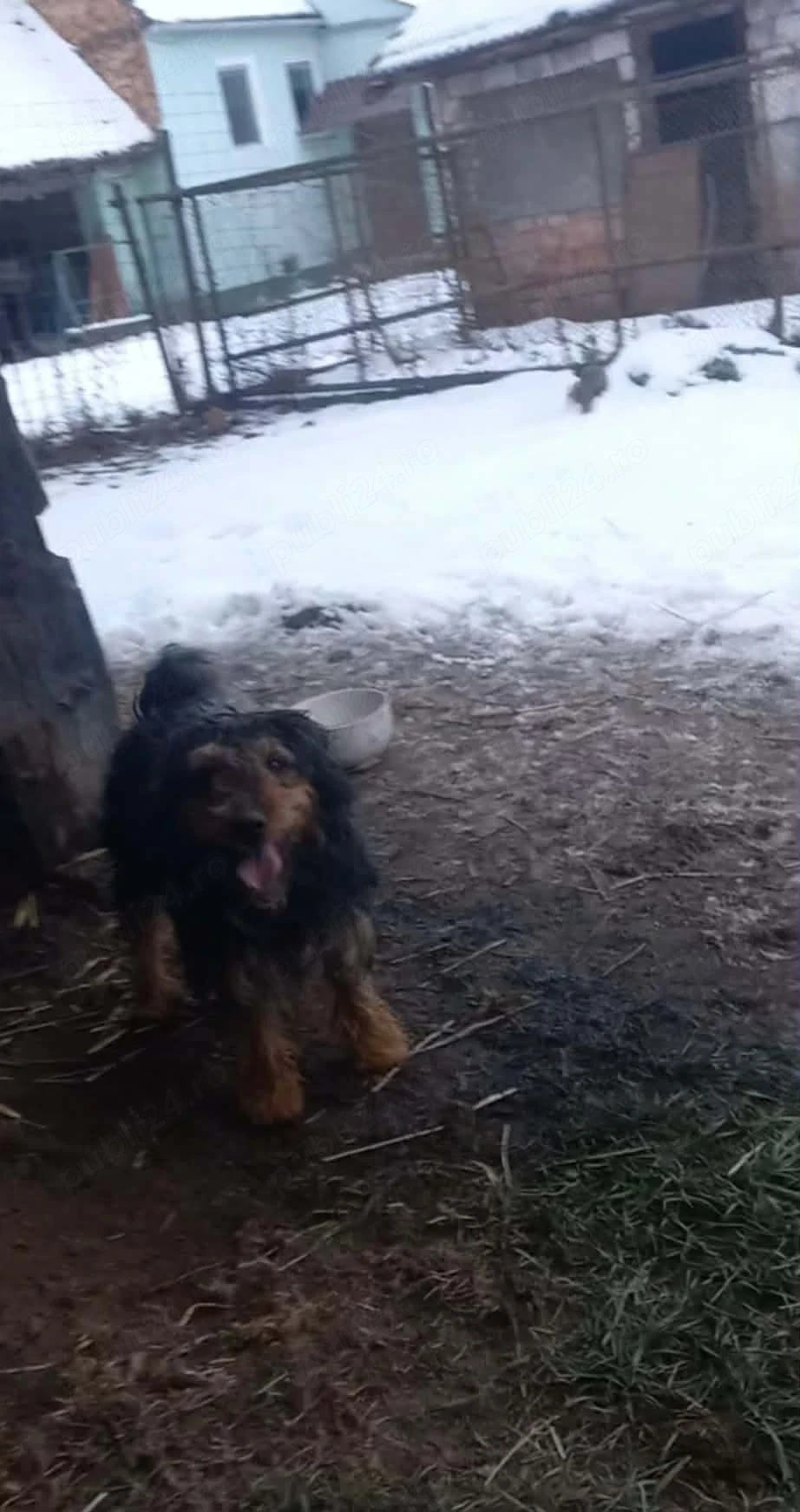 vând mascul și femelă jagdterier