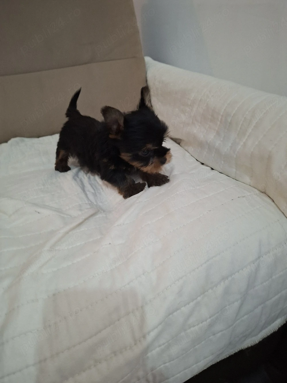 Yorkshire terrier toy
