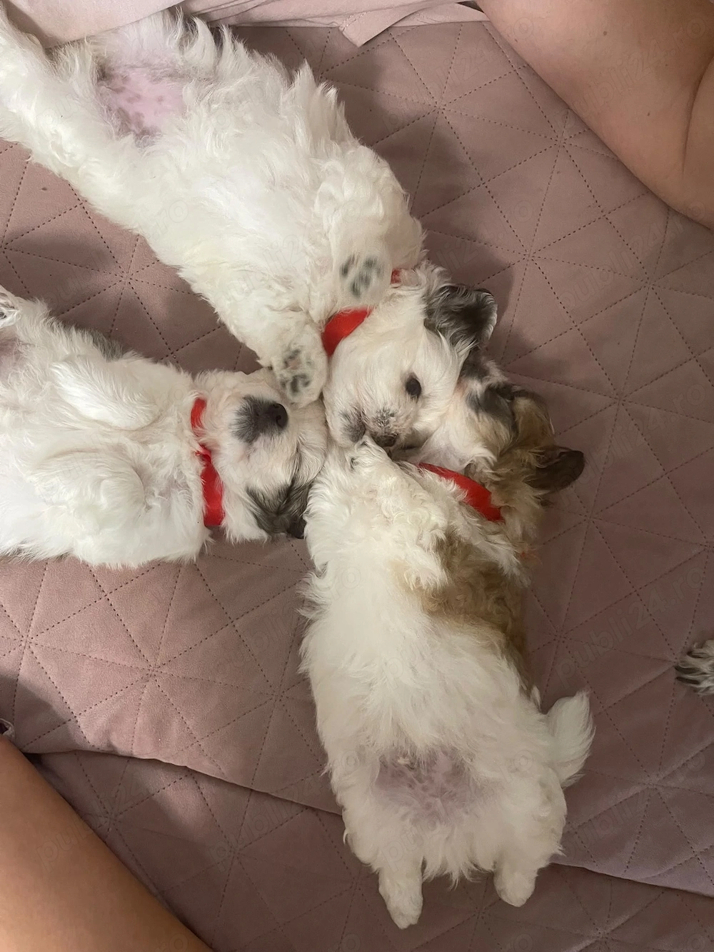 Vand shih tzu ,vaccinat , varsta 2 luni