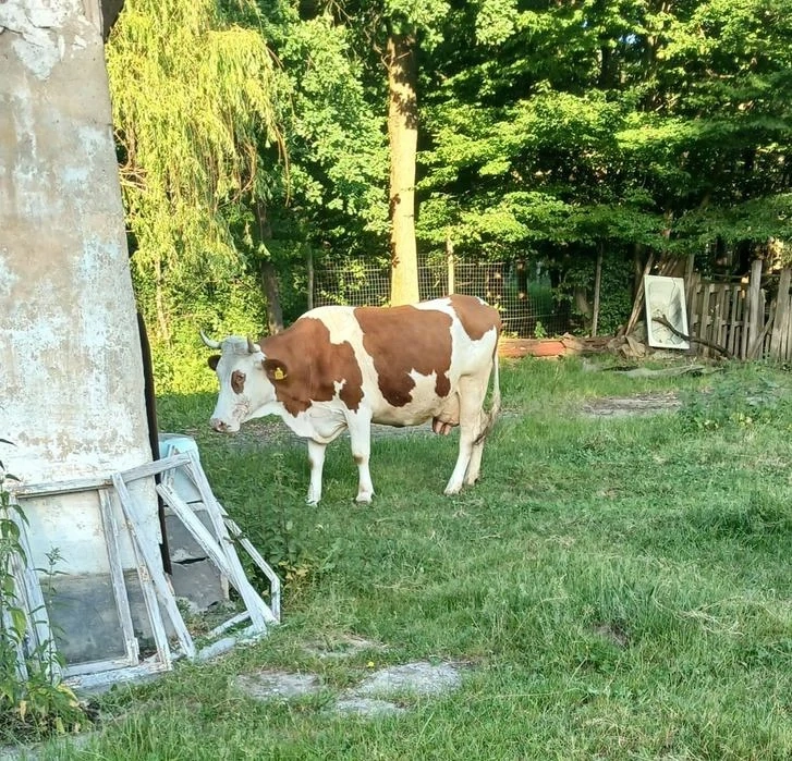 Baltata Românească 
