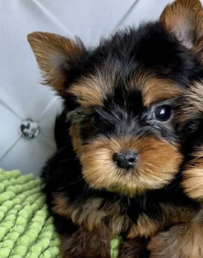 Yorkshire terrier talie mica 