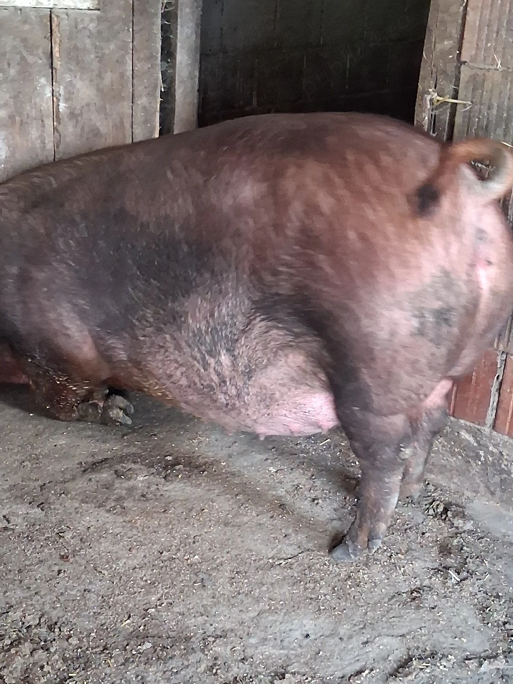 scroafa  duroc 