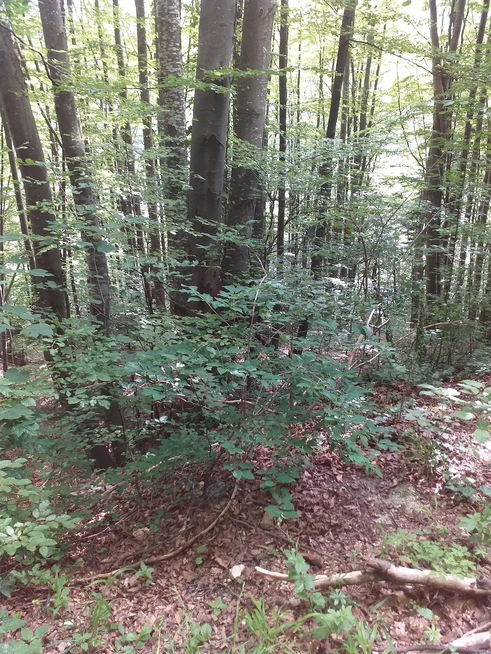 Teren intravilan, Sinaia, in oras !!  64 e mp