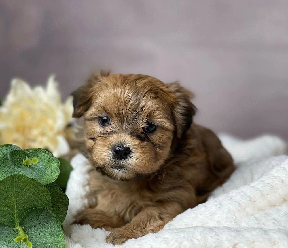Puiuti mini bichon