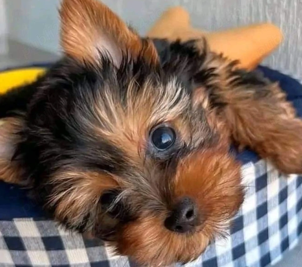 Yorkshire terrier talie mica