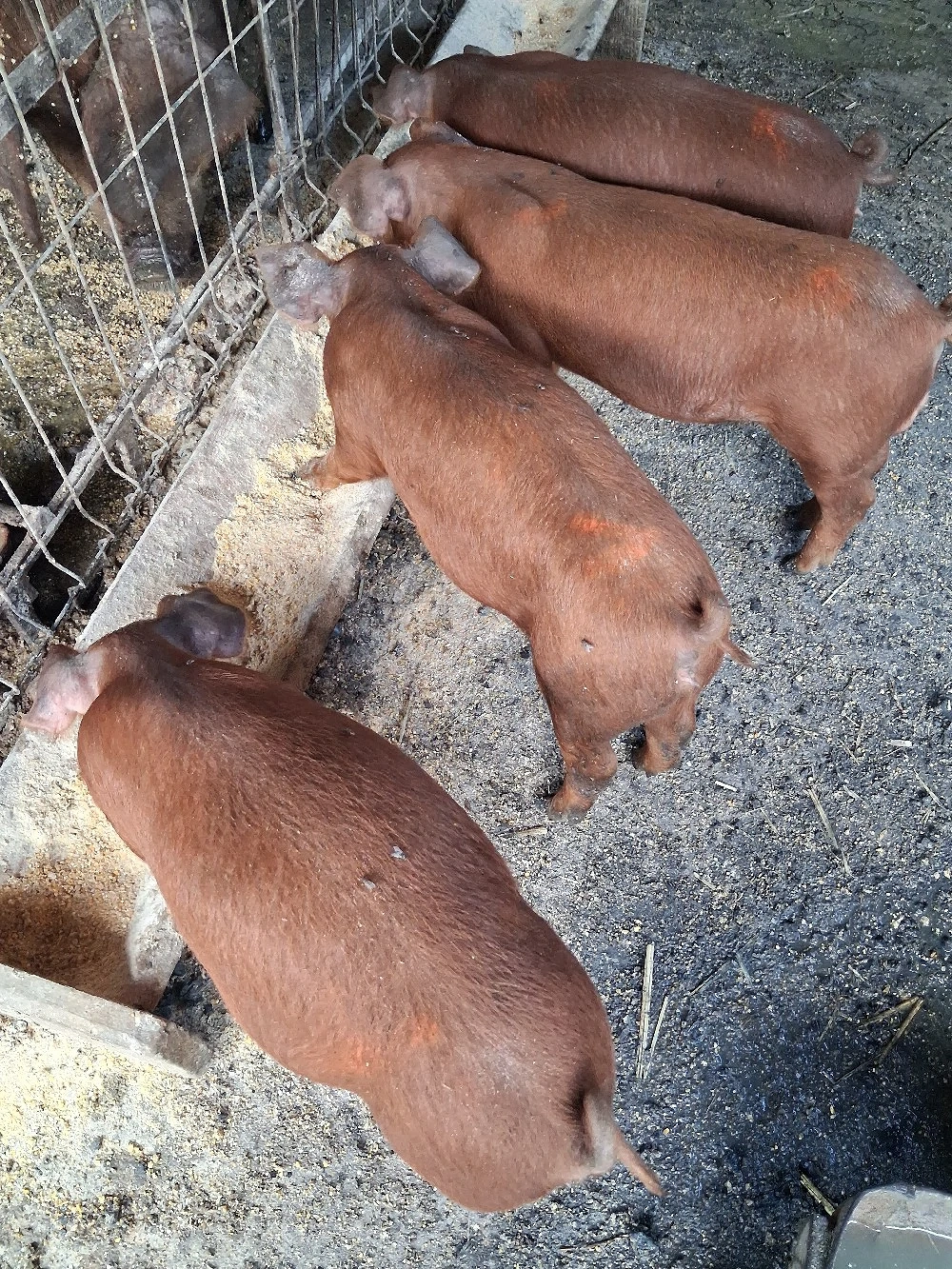purcei  duroc 