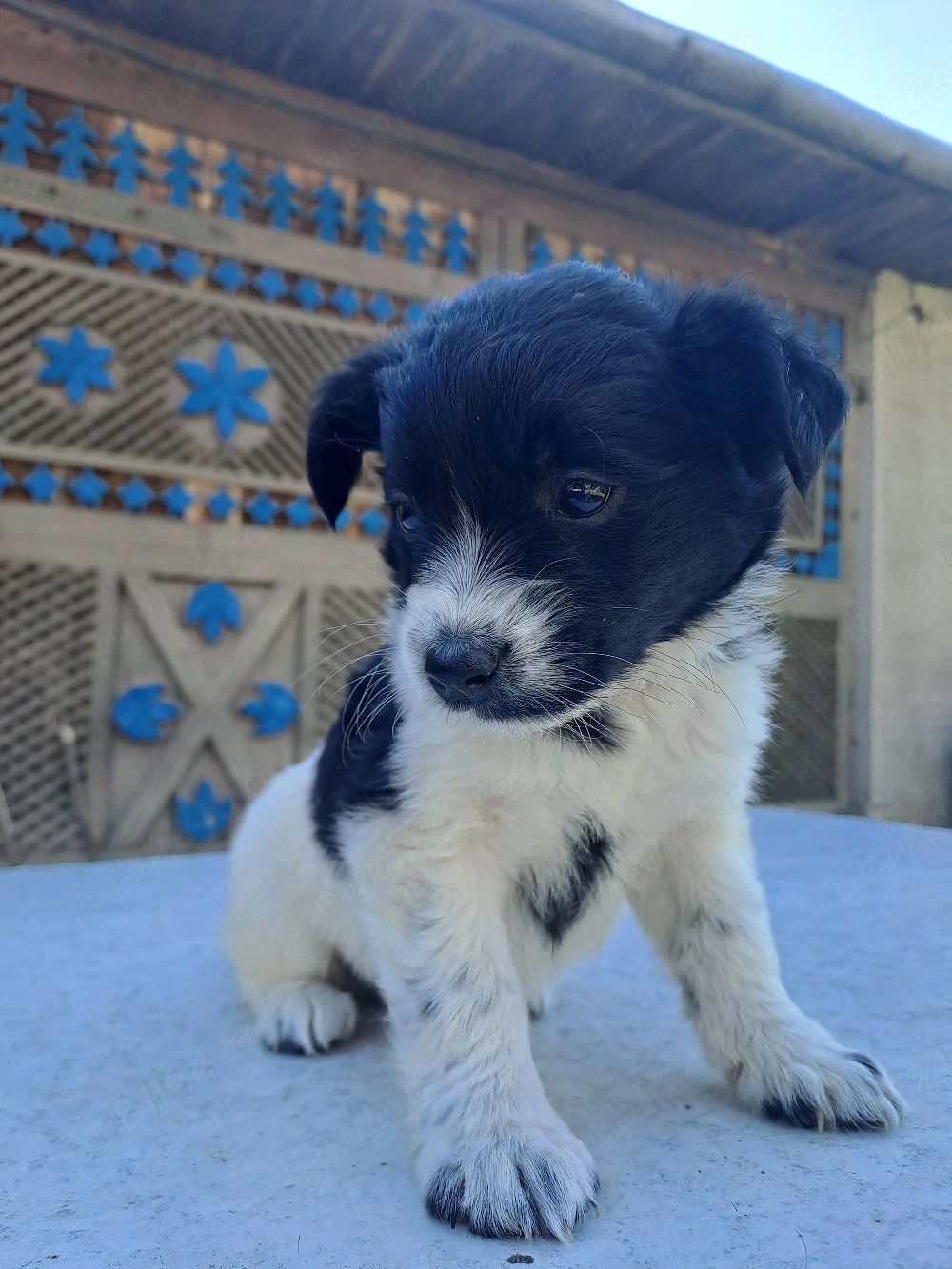 căței pentru adopție