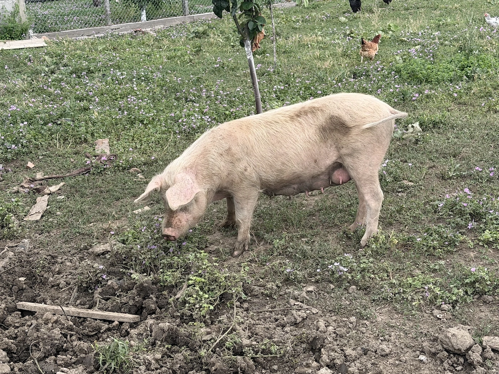 Porci de vanzare