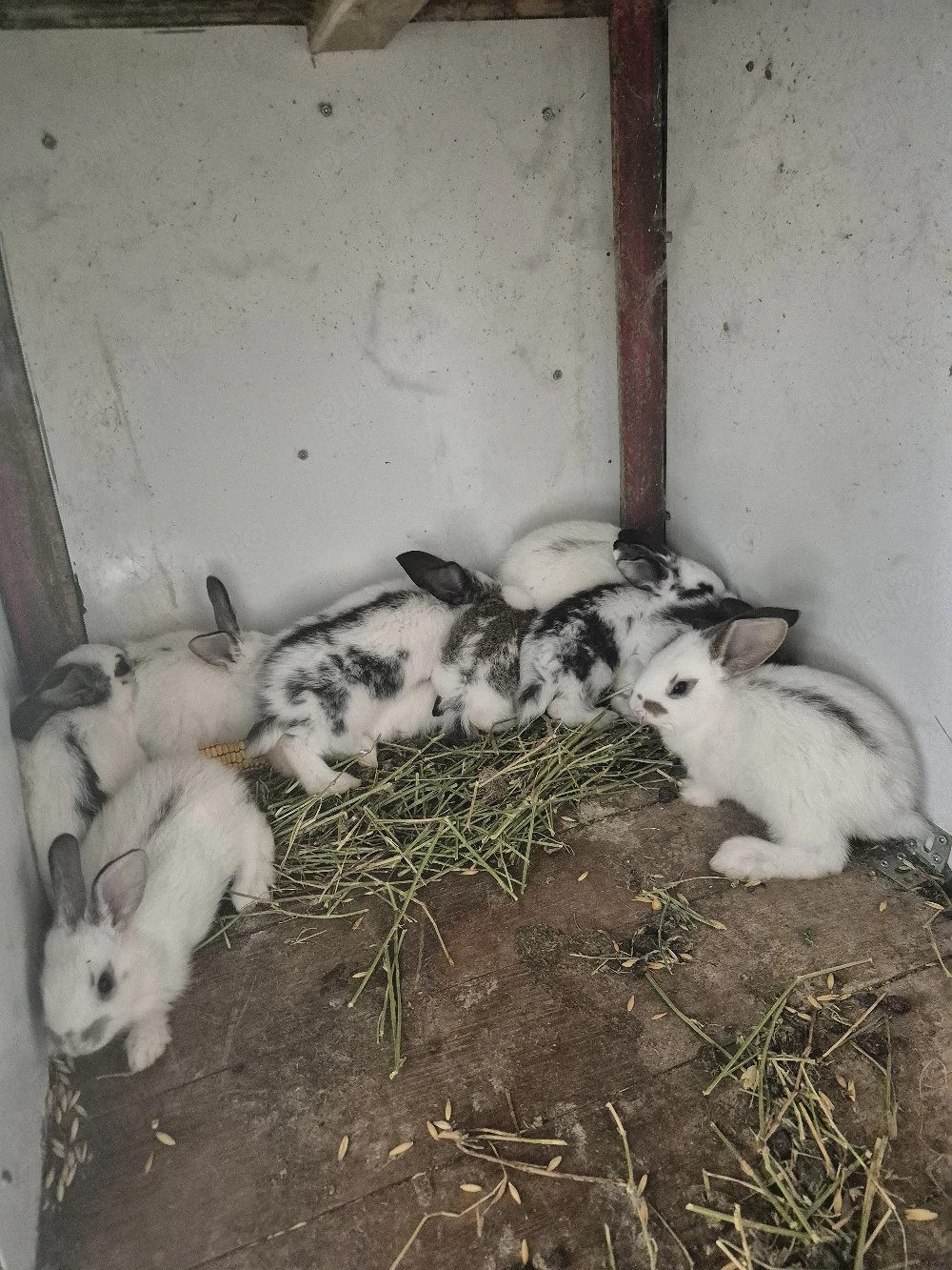disponibili 7 iepurasi de rasa