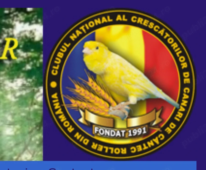 Canari disponibili