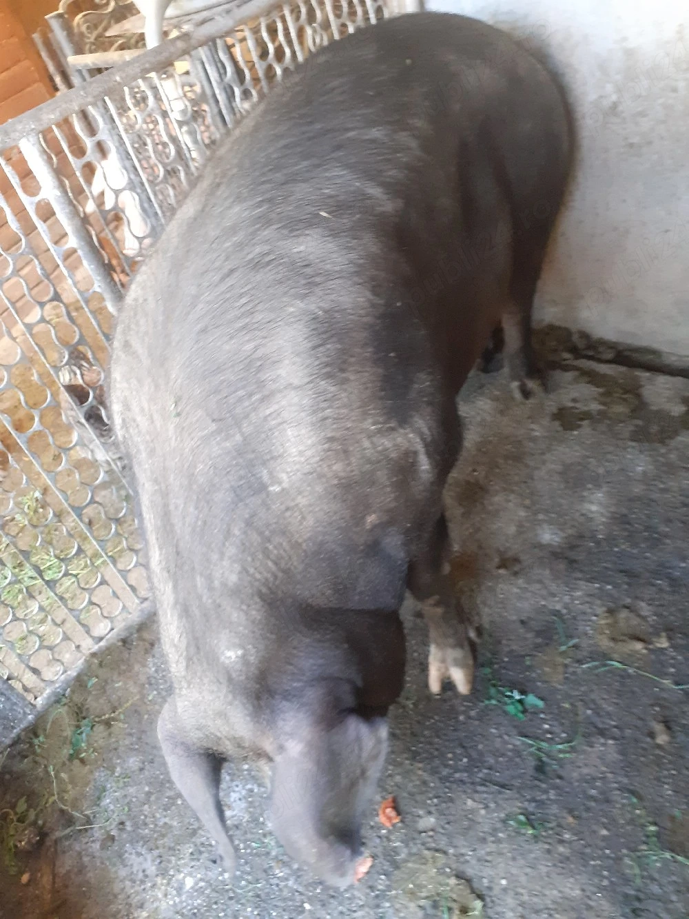 scroafă de vînzare  durok  merge pe al 2. an