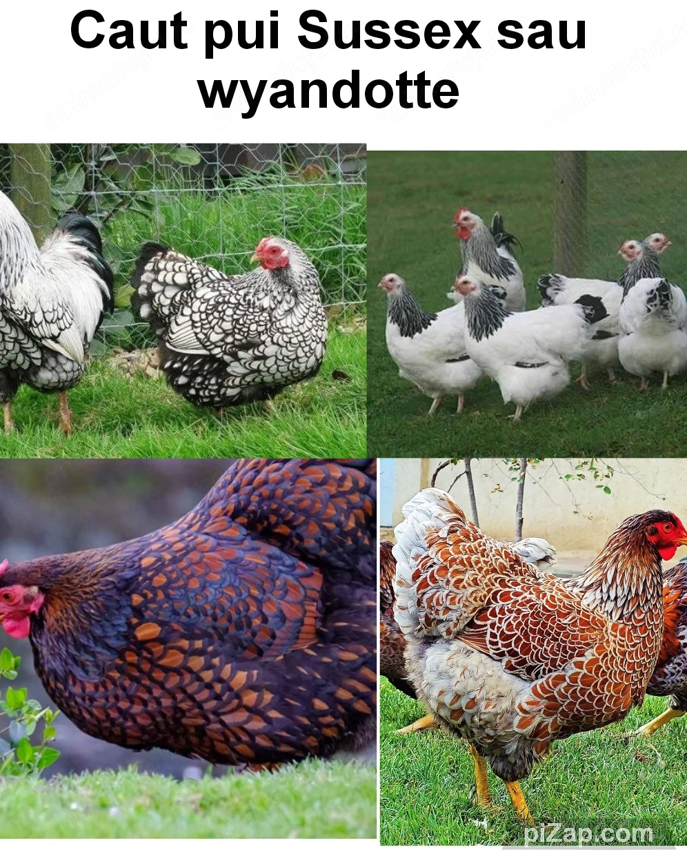pui de găina din rasele Sussex sau wyandotte