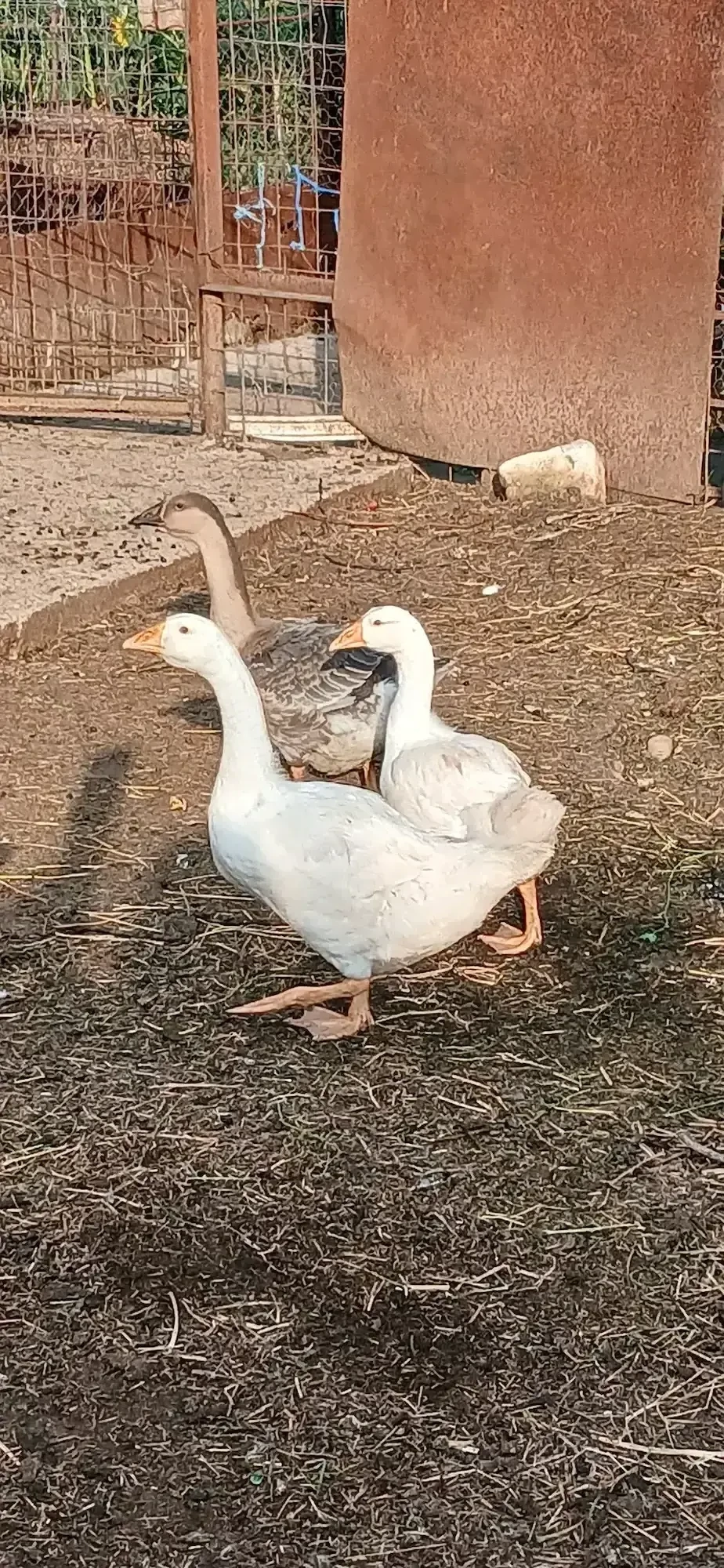 Boboci de gâsca 