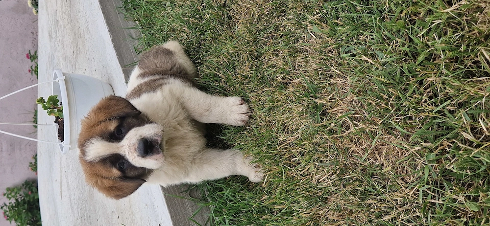  Pui Saint Bernard 
