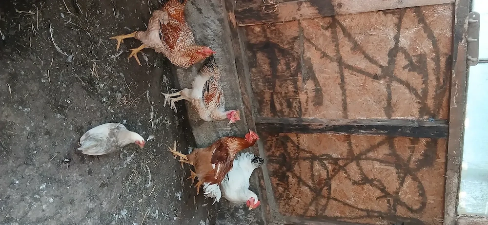 Cocoși tineri 2026