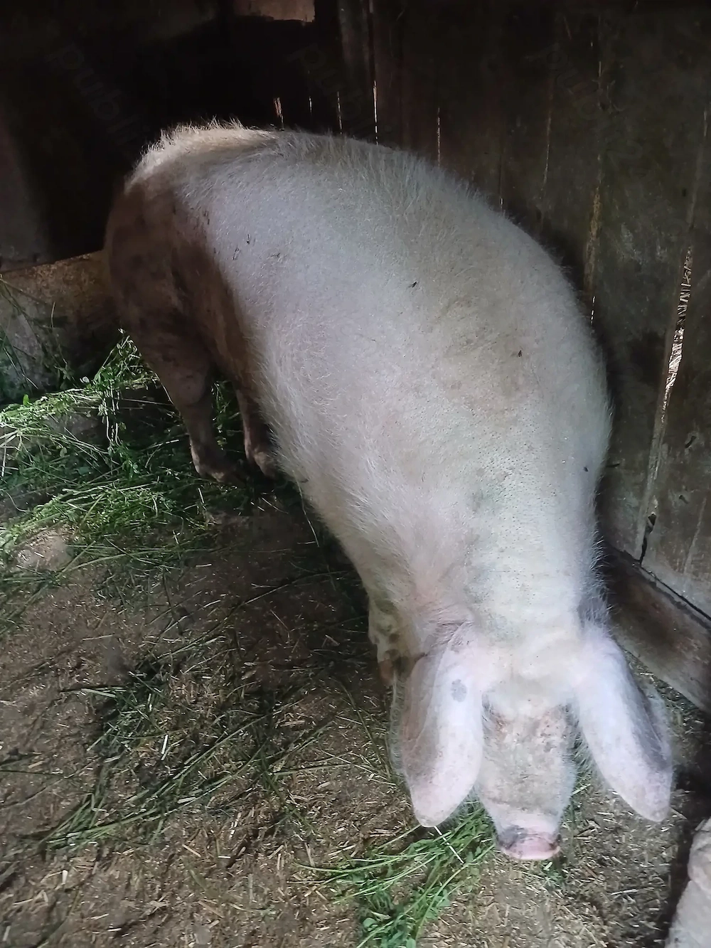 Porc 250 kg,marele alb
