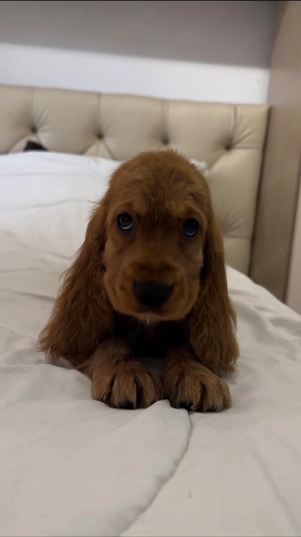 Cocker Spaniel roscat 