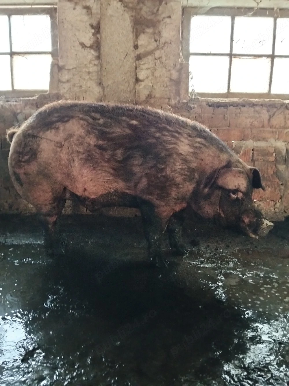 Porc duroc